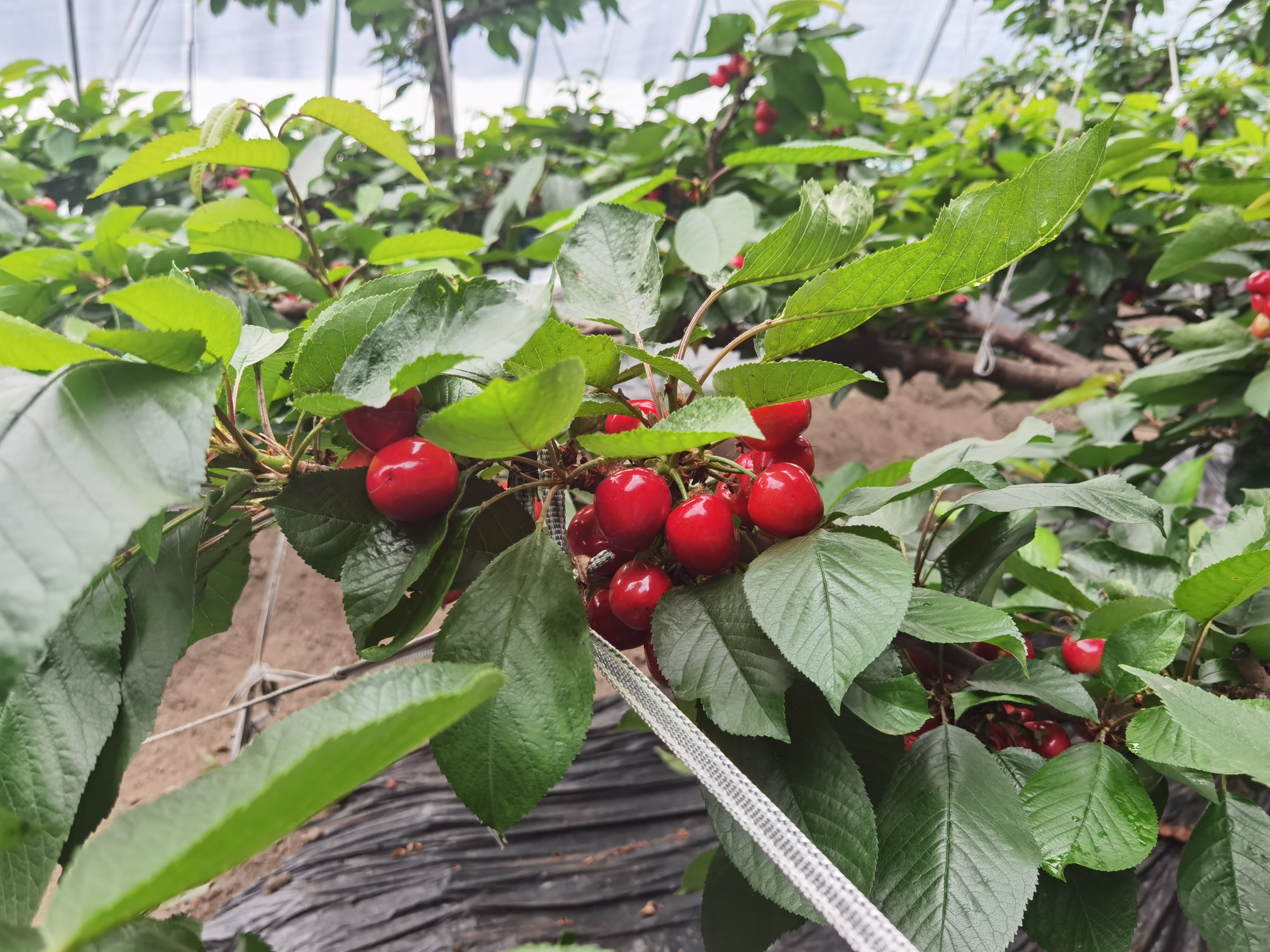 通化樱桃棚内好春光采摘尝鲜正当时